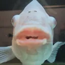 angmoli