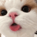 avatar ᕦ(ò_óˇ)ᕤ