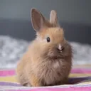 tdrchris