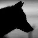 waywardwolf4623