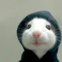 mangodr