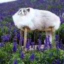 serkitteh