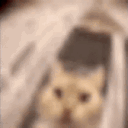 toastedmilk