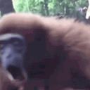 _space_monke_