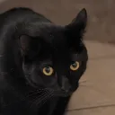 stealthblackbird