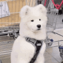 foxcommander