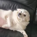 foobyliciousttv