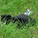 .asleep