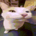 kynoox_