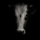 udderjuice