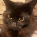 oofergang#0534's avatar