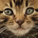 ziowisk