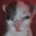 beeslapper
