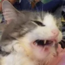 skittyonsocks