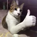 binhobonito