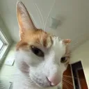 sharodozach