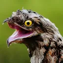 bootsthararebirb_3009