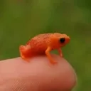 gooperieblob