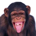 sadri