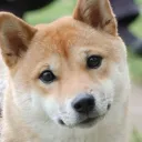ikaruga_dog