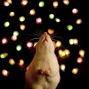 scotis.fr