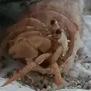 gogoroboto