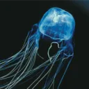 tenebrislux
