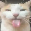 mibbus