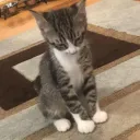 newvv
