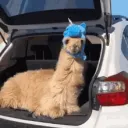 kickllama