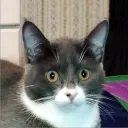 miaowminx