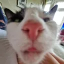 chibiskitz