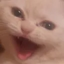 implausiblemouse