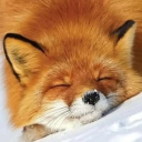 avatar 𓆩♡𓆪 🎧 Evelyn🎧 𓆩♡𓆪