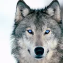 yukon___