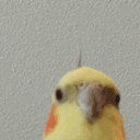 joysyc