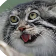 vikingcat