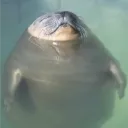 wdfightme