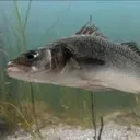 .seabass.