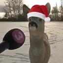 rc_osckar