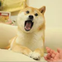 newdoge0528