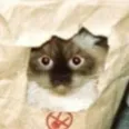 catsinthebag