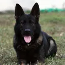 gloomk9