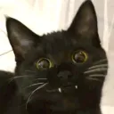 ravynx