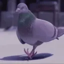 pfp