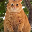 avatar PoPo ʕ◉ᴥ◉ʔ