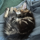 avatar Youtube David