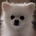 creamkim