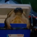 avatar Jalen Williams