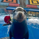 avatar Jalen Williams